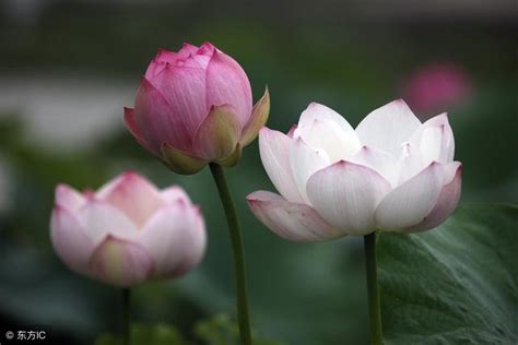 蓮花風水|蓮花的寓意有哪些？不同圖案、顏色的蓮花意思&在佛教中的意義。